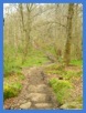 The path through Froggatt Wood .